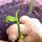 cuidados esenciales para la planta de jengibre en maceta y como plantar jengibre