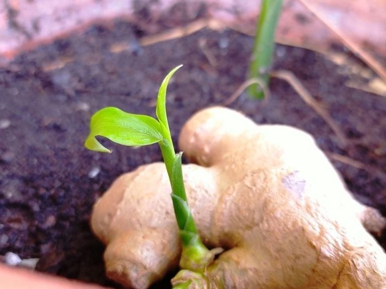 cuidados esenciales para la planta de jengibre en maceta y como plantar jengibre