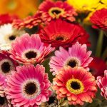 cuidados gerbera como mantener tu planta gerbera en optimas condiciones