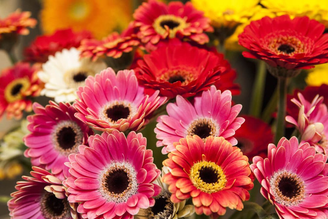 cuidados gerbera como mantener tu planta gerbera en optimas condiciones