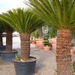 cuidados imprescindibles para tu cica en maceta palmera cica cuidados