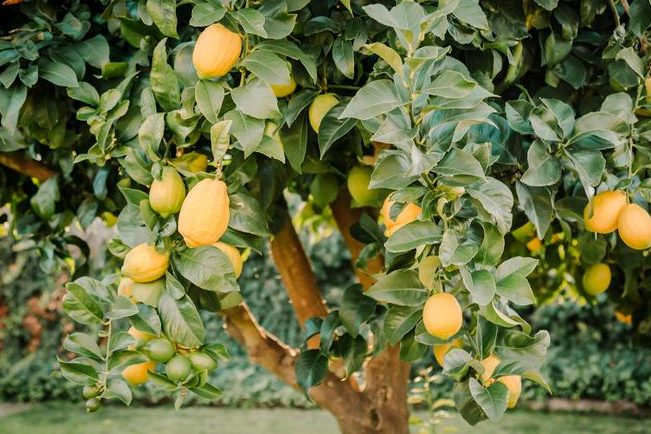 cuidados limonero y riego limonero en tierra guia completa