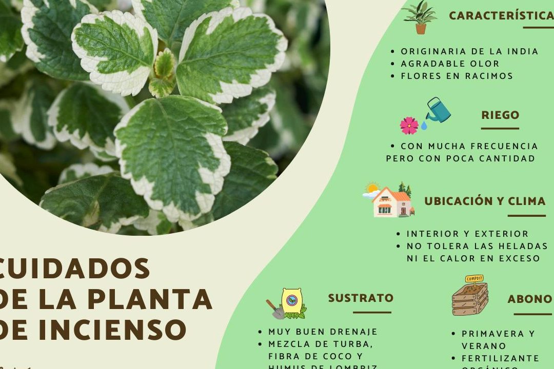 cuidados planta incienso todo sobre la incienso planta sus variedades y flor