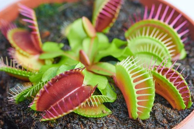 cuidados venus atrapamoscas guia completa para su cultivo y mantenimiento