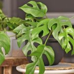 cuidados y caracteristicas de rhaphidophora tetrasperma y monstera minima