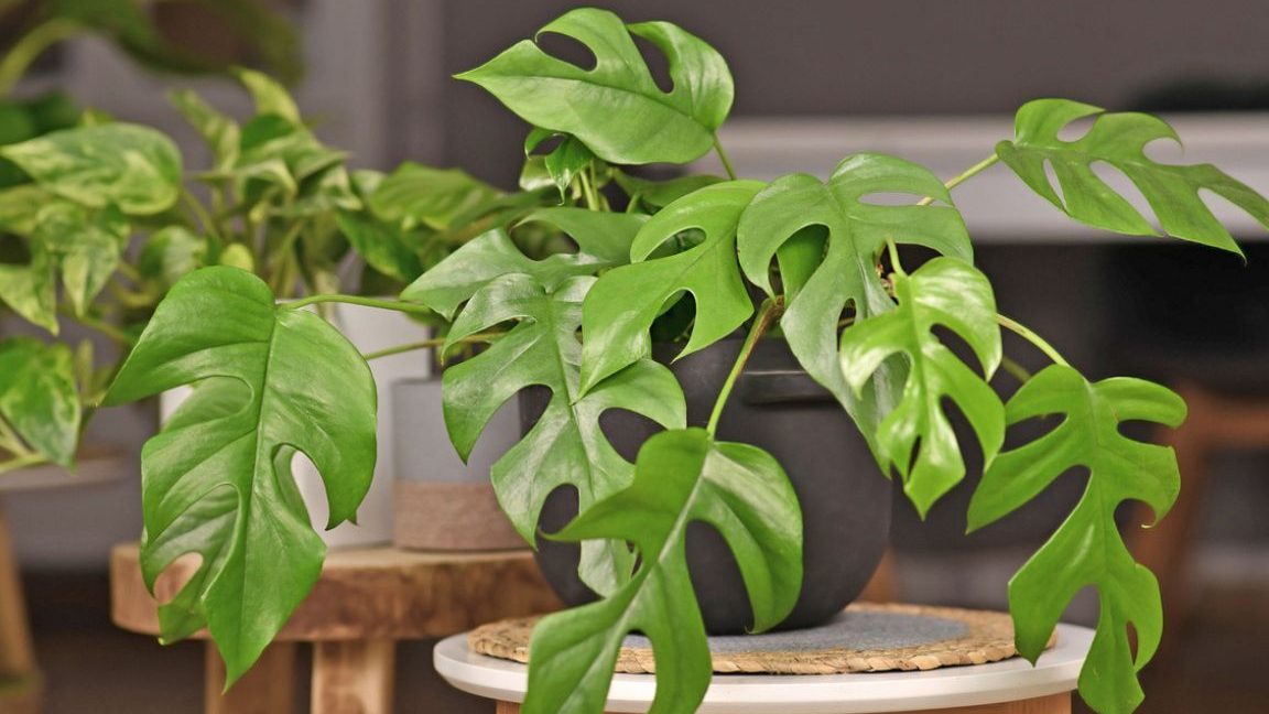 cuidados y caracteristicas de rhaphidophora tetrasperma y monstera minima