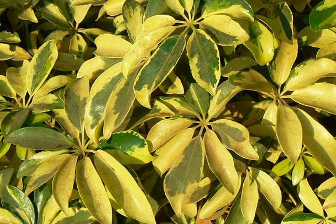 cuidados y poda de schefflera actinophylla guia completa