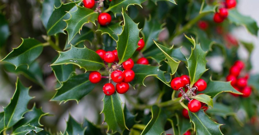 cuidados y poda del acebo por que mi acebo no da frutos