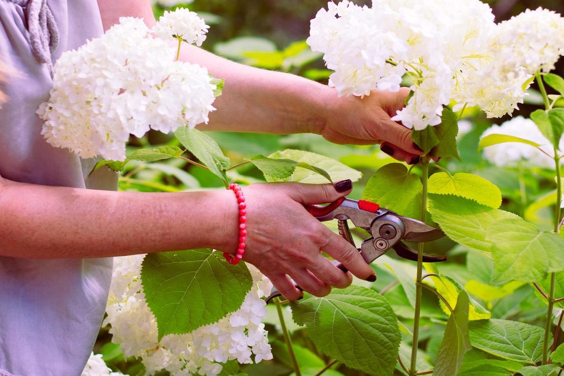 cultivando esquejes de hortensia en agua una guia practica