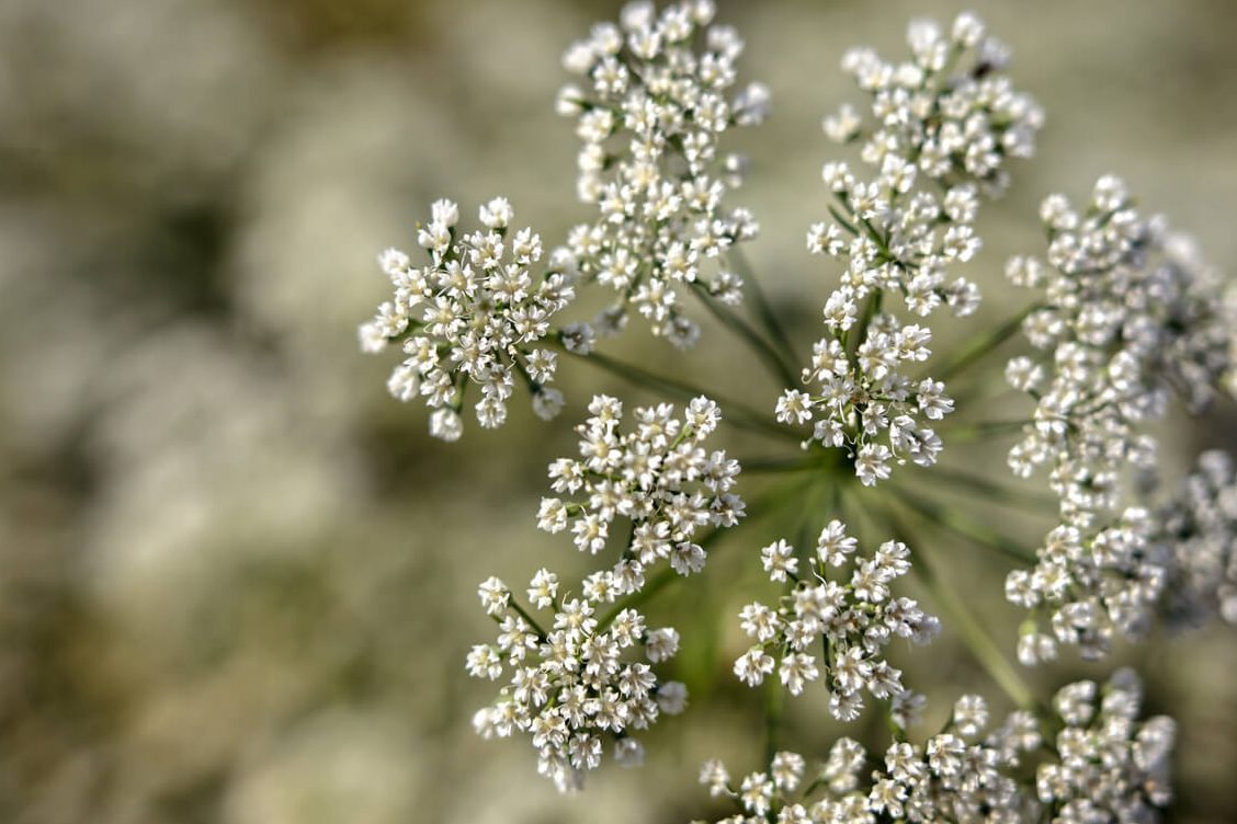 cultivo de anis todo sobre la planta de anis silvestre y sus tipos