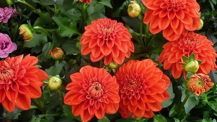 dahlia pinnata guia completa de cuidados para tus dalias