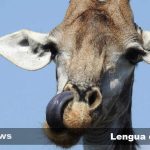 de que color es la lengua de la jirafa conoce su extraordinaria lengua