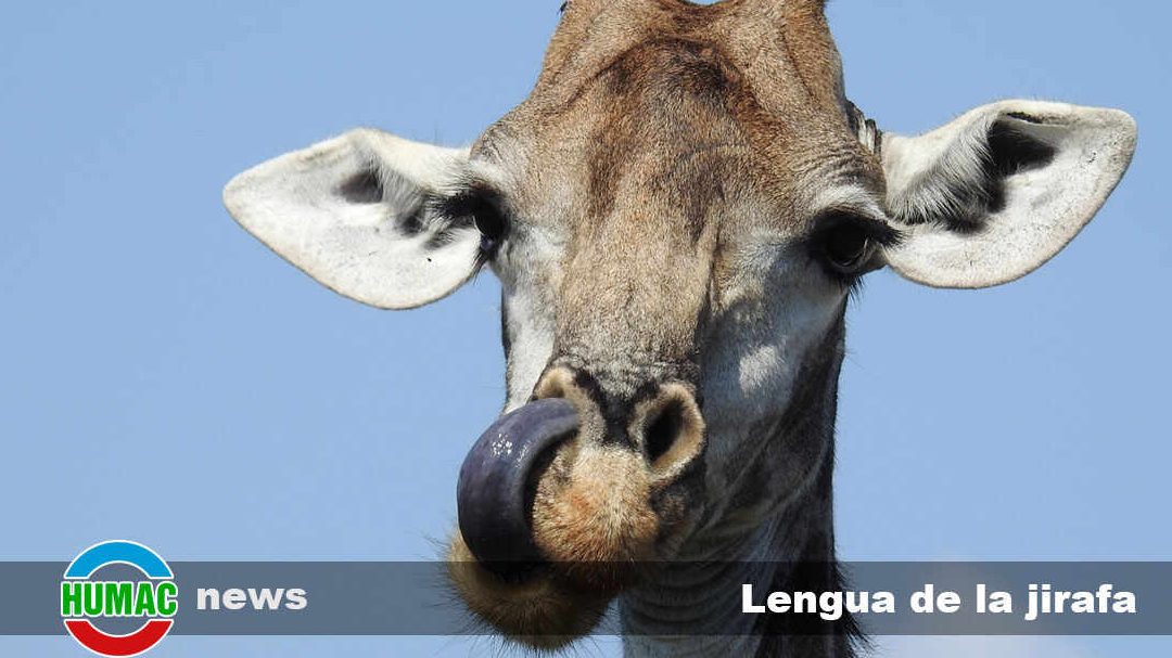 de que color es la lengua de la jirafa conoce su extraordinaria lengua