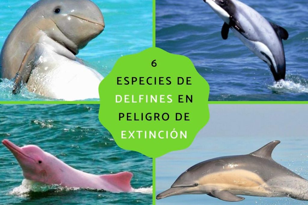 delfin en peligro de extincion todo sobre los delfines y sus especies