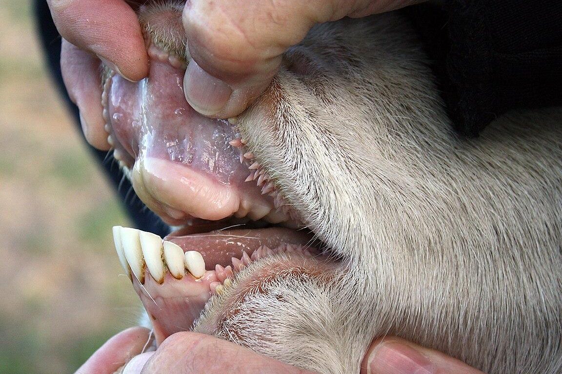 dentadura vacas conoce los dientes de las vacas y su importancia