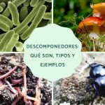 descomponedores ejemplos y su papel en la cadena trofica