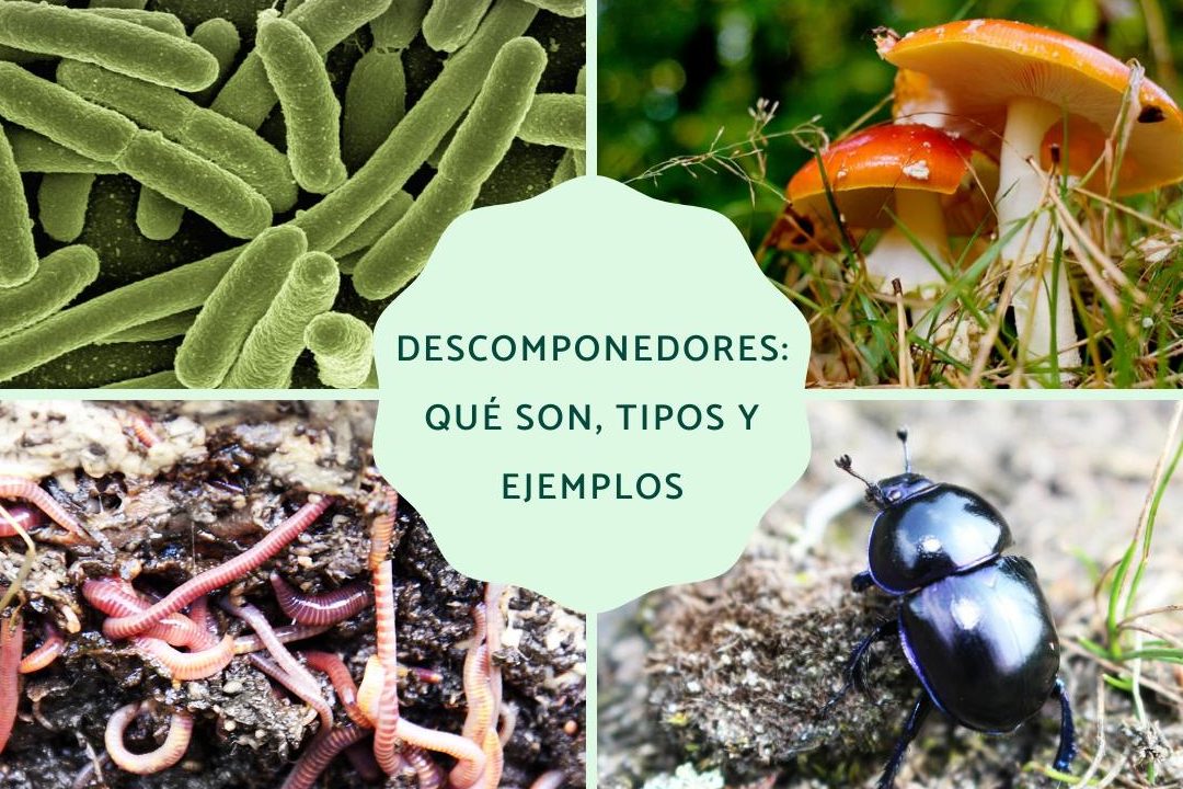 descomponedores ejemplos y su papel en la cadena trofica