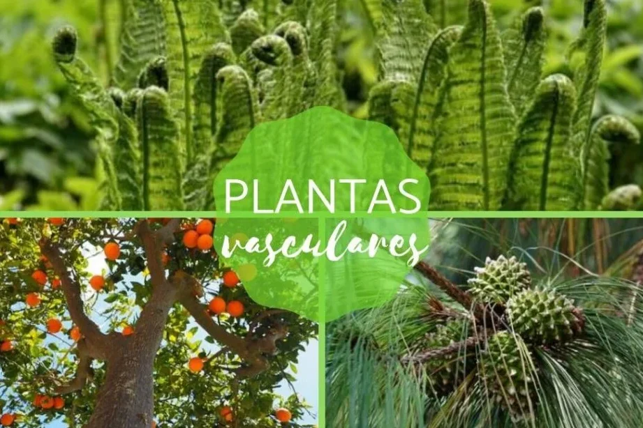 descubre el fascinante mundo de lasplantas vasculares