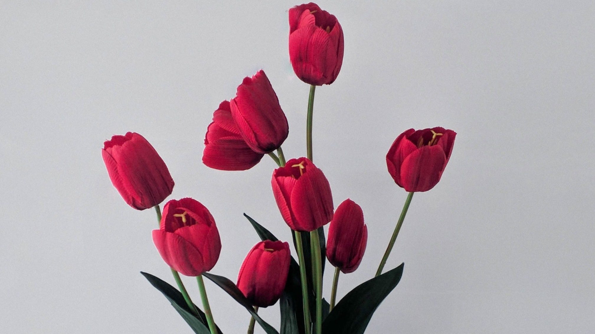 descubre el fascinante mundo del color de los tulipanes emociones y significados en tulipanes colores