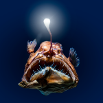 descubre el fascinante mundo del pez de las profundidades y los animales del fondo marino