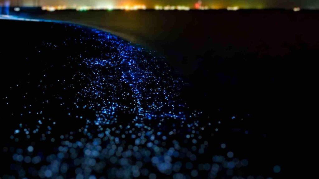 descubre el magico fenomeno de las playas bioluminiscentes