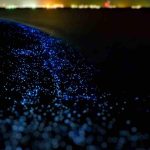 descubre el magico fenomeno de las playas bioluminiscentes