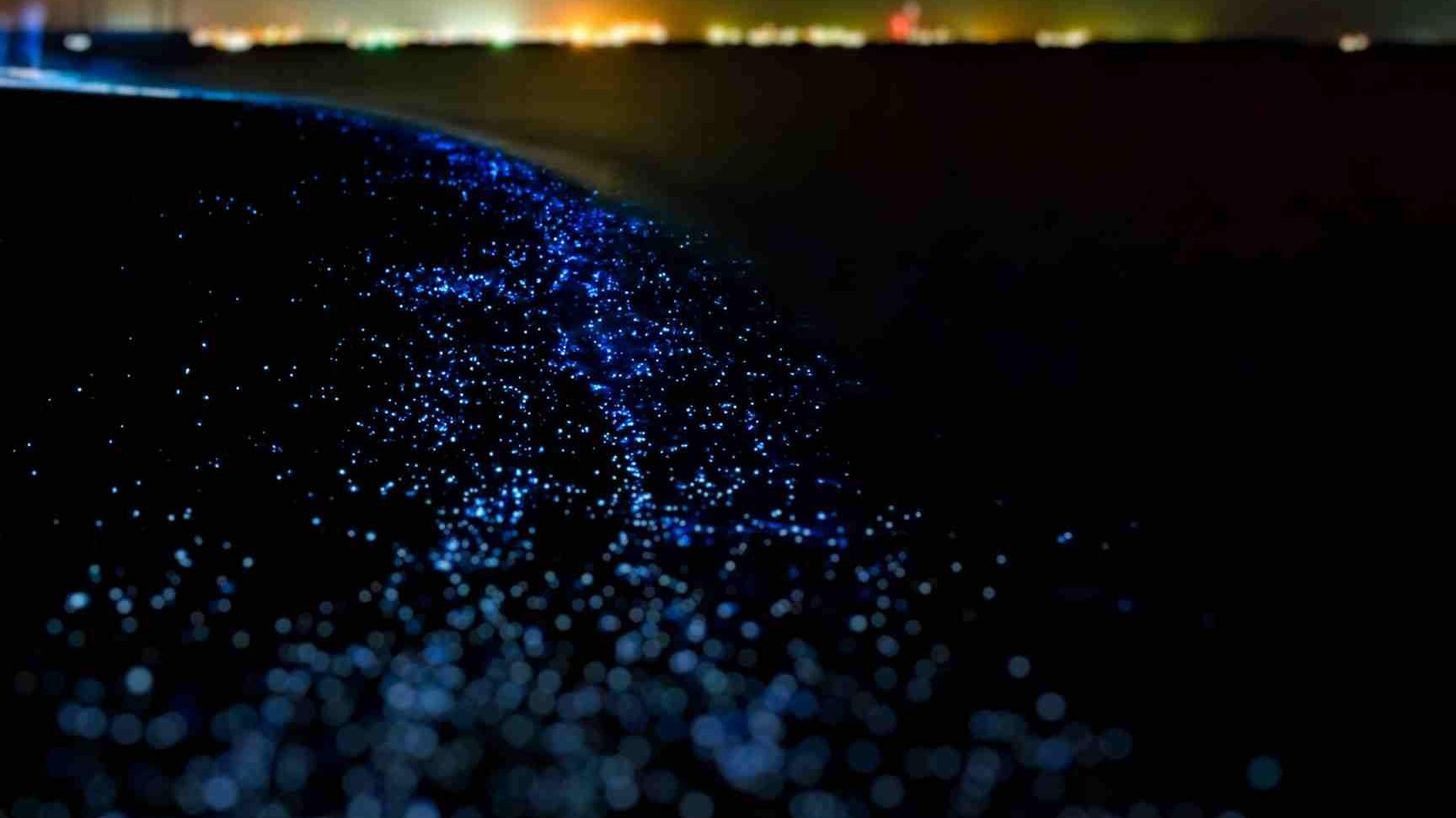 descubre el magico fenomeno de las playas bioluminiscentes