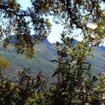 descubre la increible planta la jara el maravilloso jara arbol