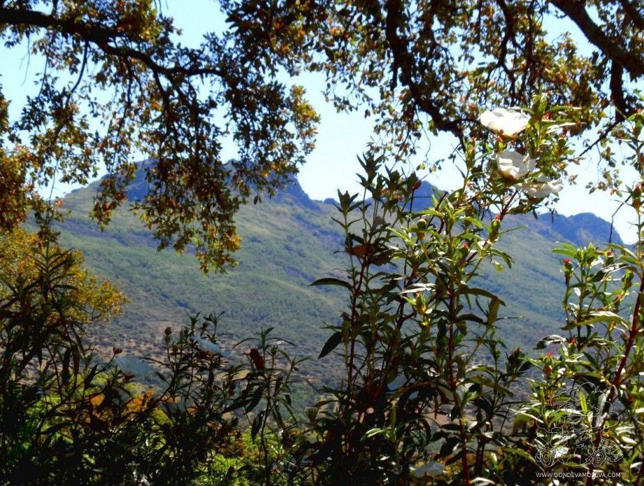 descubre la increible planta la jara el maravilloso jara arbol