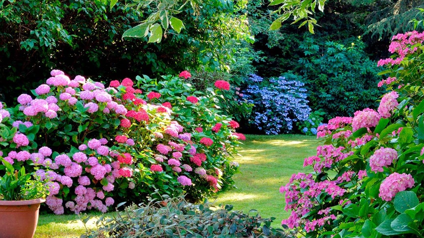 descubre la mejorplanta de sombra exteriorpara tu jardin