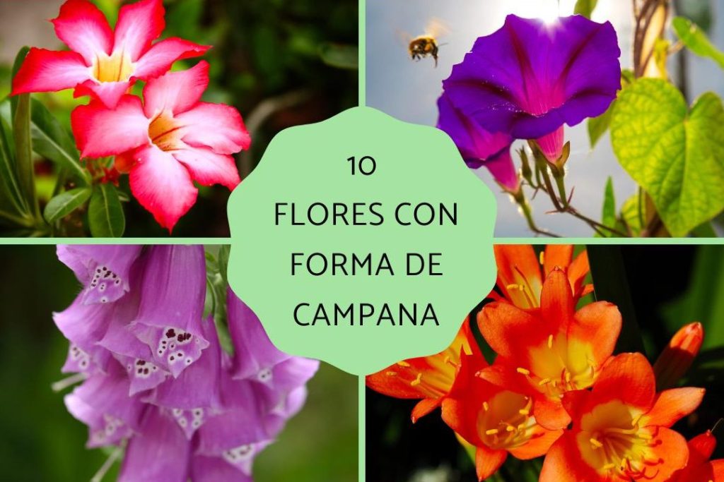 descubre la planta flor campana blanca y otras flores acampanadas