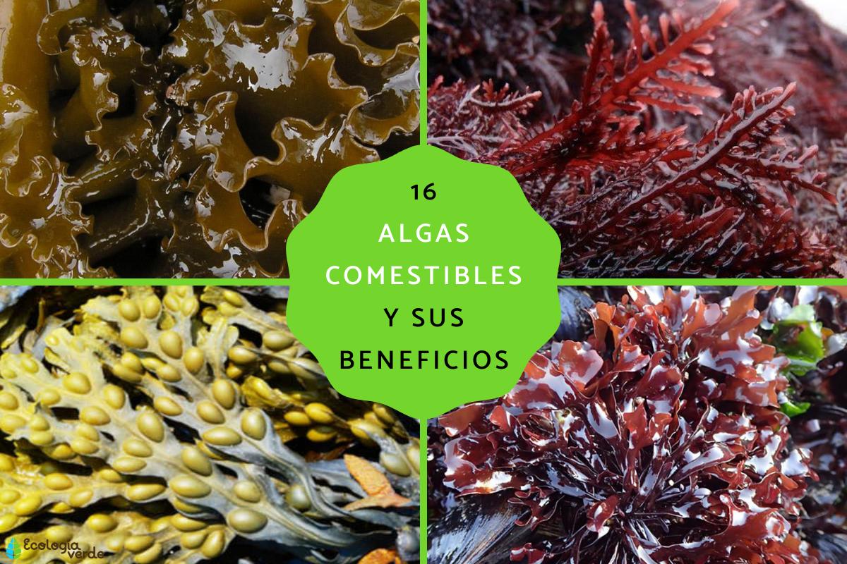 descubre la sorprendente alga negra comestible y sus beneficios