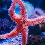 descubre las caracteristicas de la estrella de mar y mas sobre su asombroso mundo