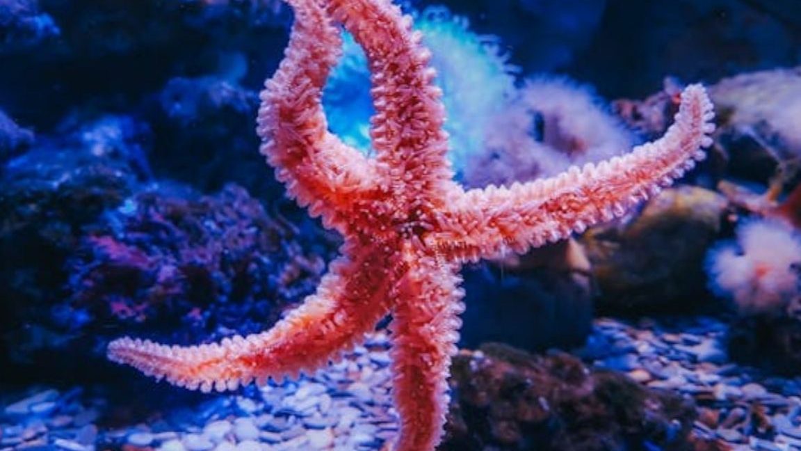 descubre las caracteristicas de la estrella de mar y mas sobre su asombroso mundo