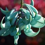 descubre las flores curiosas y raras mas hermosas del mundo