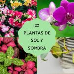 descubre las mejores flores de semisombra y plantas de exterior sol y sombra