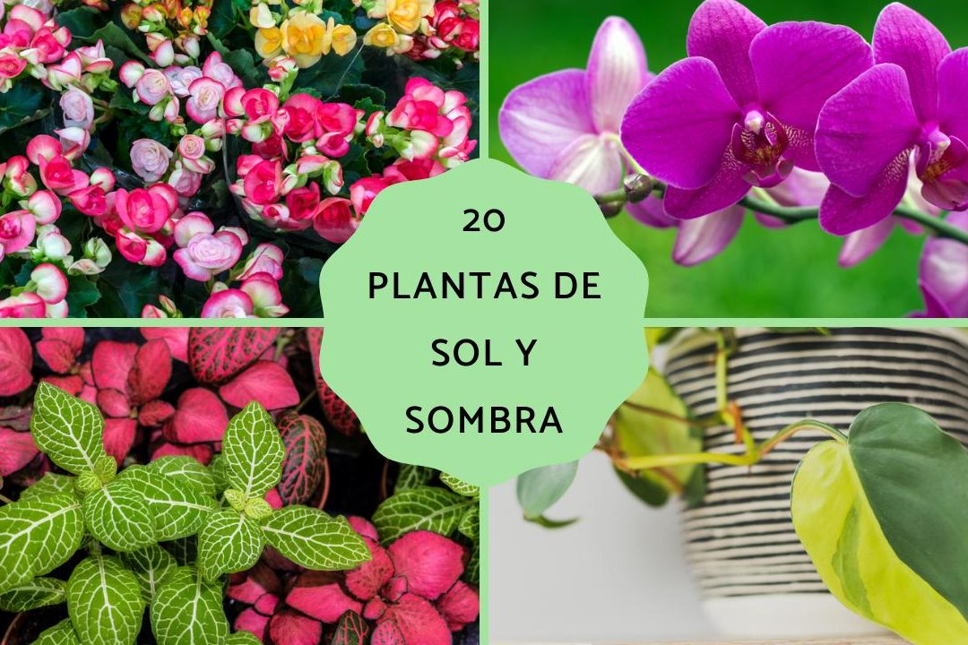 descubre las mejores flores de semisombra y plantas de exterior sol y sombra