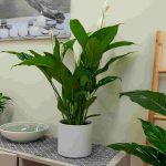 descubre las mejores plantas de interior con flor para tu hogar scaled