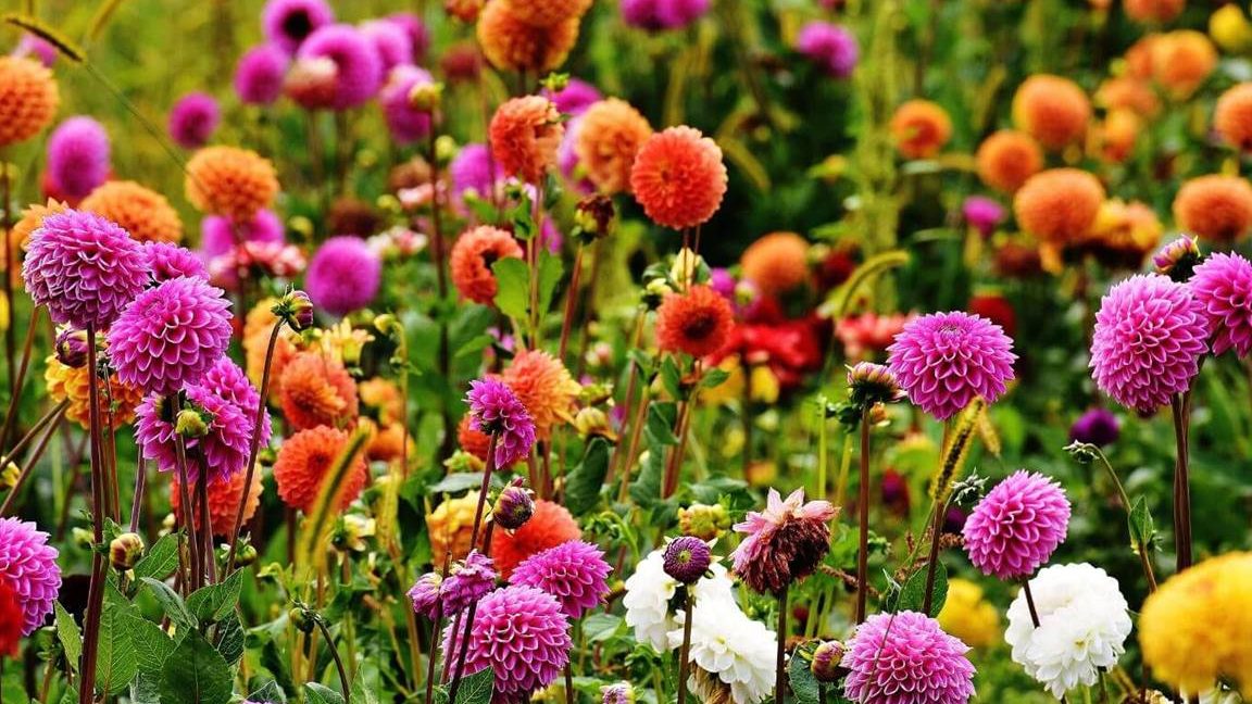 descubre las mejores plantas de temporada otono invierno para tu jardin