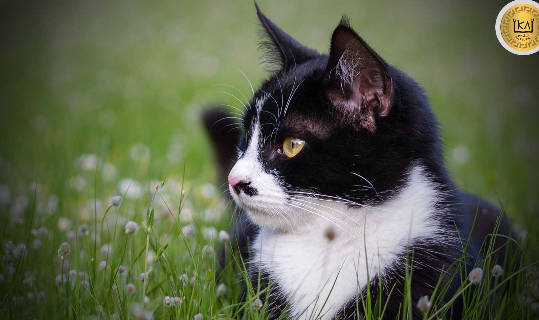 descubre las mejores plantas no toxicas para gatos 32 opciones con fotos