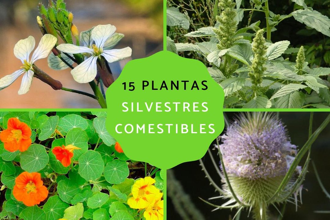 descubre las plantas comestibles silvestres fotos y nombres