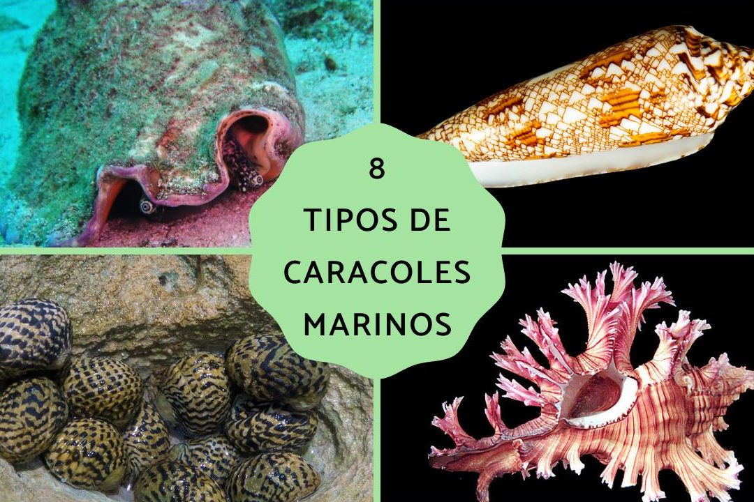 descubre los caracoles de mar nombres tipos y curiosidades