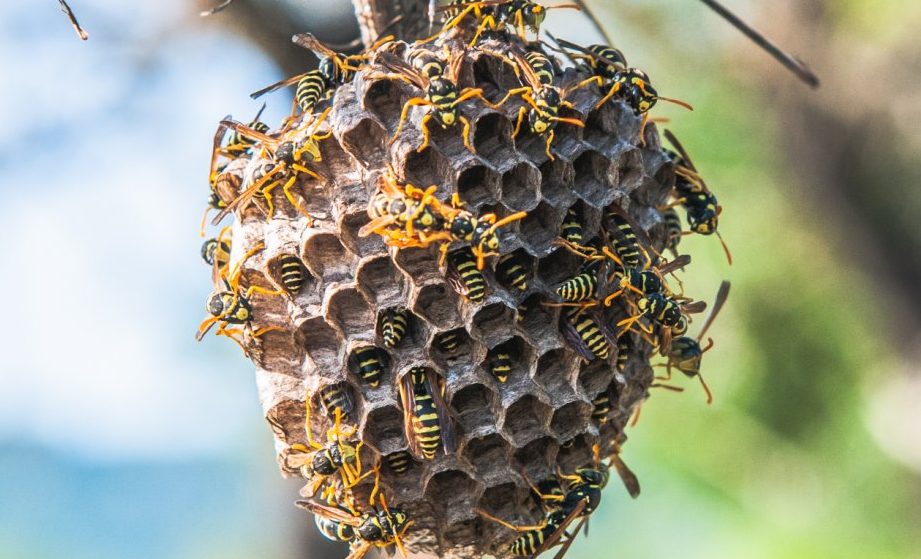 descubre los diferentes tipos de avispas tipos espana y sus caracteristicas