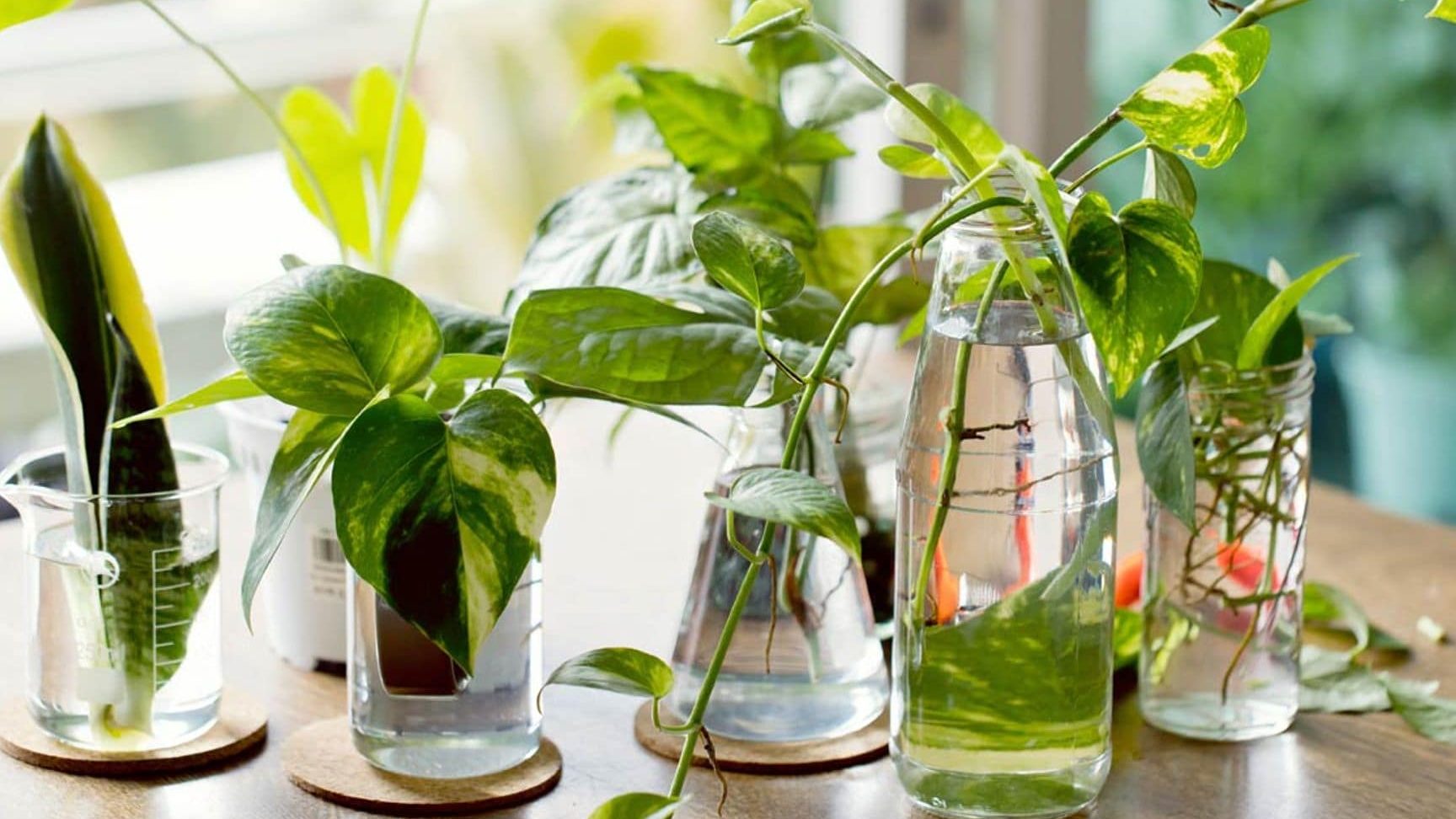 descubre los diferentes tipos de esquejes para tus plantas