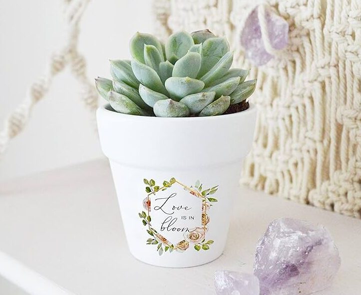 descubre los encantadores cactus con flores rosas pequenas para tu hogar