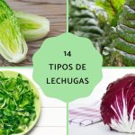 descubre nombres de lechugas tipos de lechugas en espana y variedades
