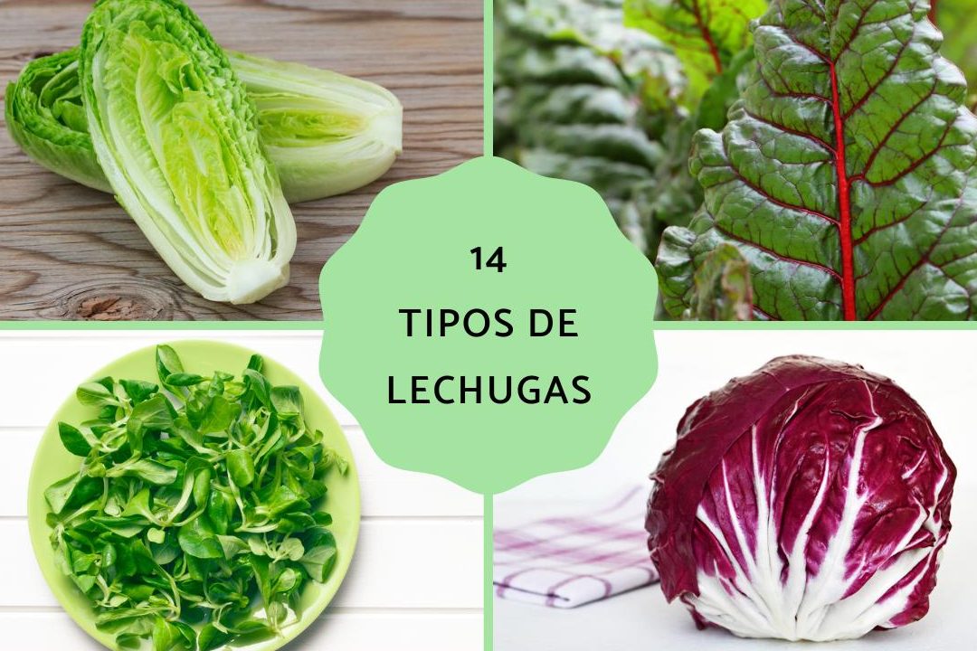 descubre nombres de lechugas tipos de lechugas en espana y variedades
