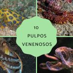 descubre por que hay pulpos venenosos tipos de pulpos venenosos y su peligrosidad