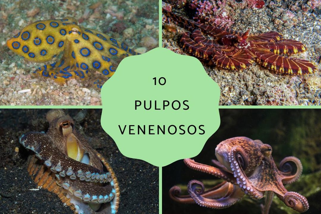 descubre por que hay pulpos venenosos tipos de pulpos venenosos y su peligrosidad