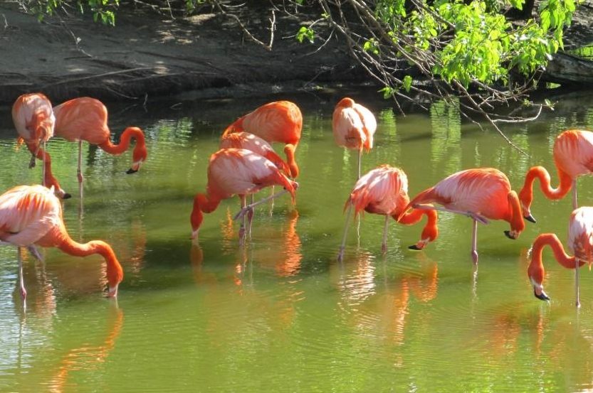 descubre que comen los flamencos alimentacion y dieta del flamenco